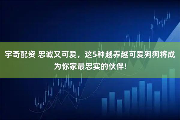 宇奇配资 忠诚又可爱，这5种越养越可爱狗狗将成为你家最忠实的伙伴!